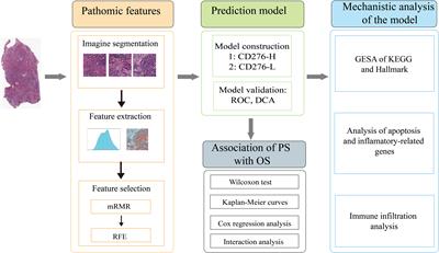 Establishment of a pathomic-based machine learning model to predict CD276 (B7-H3) expression in colon cancer